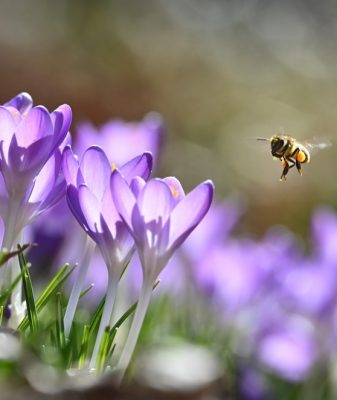crocuses and bee